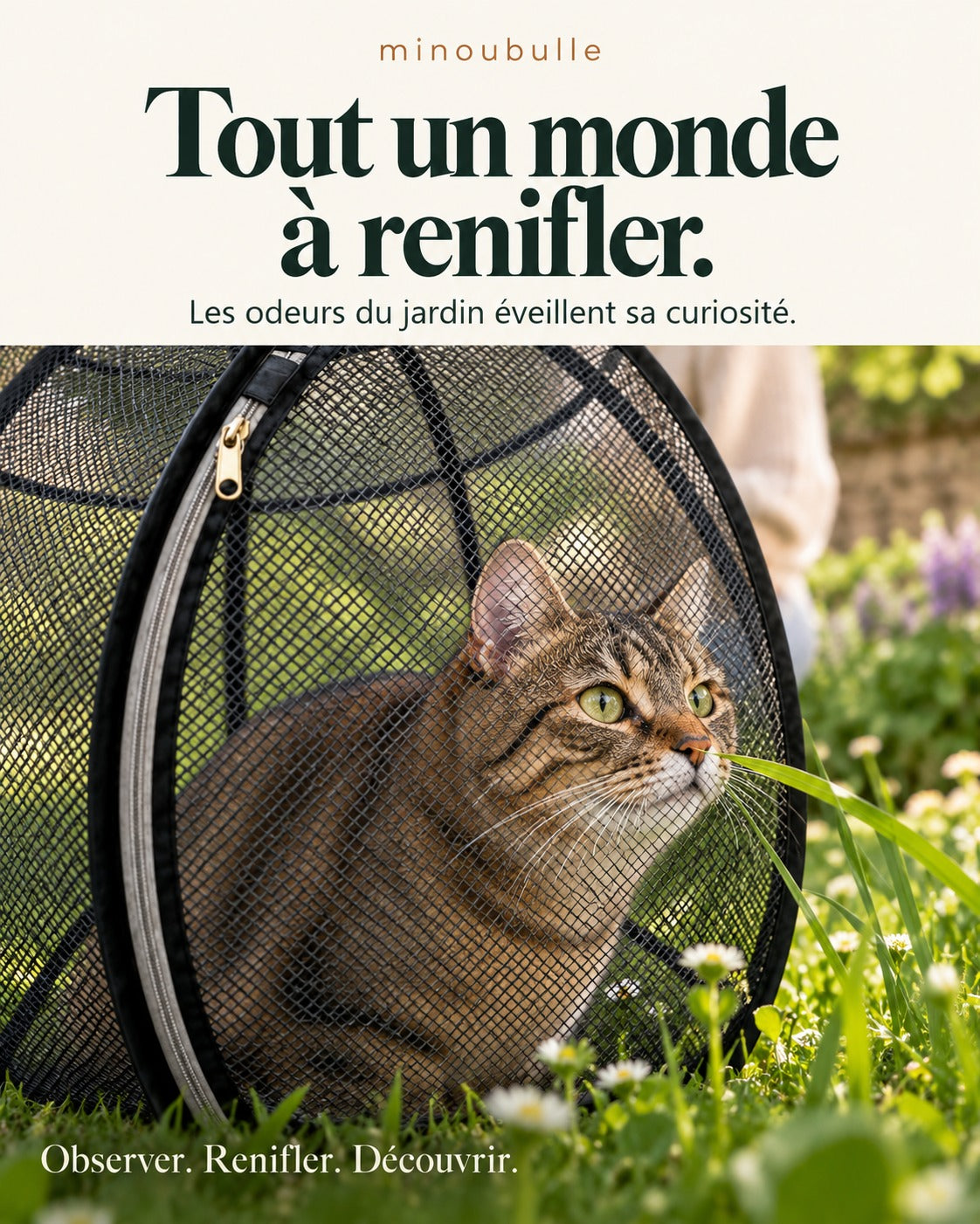 Tout un monde à renifler : chat tigré qui sent l’herbe à travers la maille de sa bulle